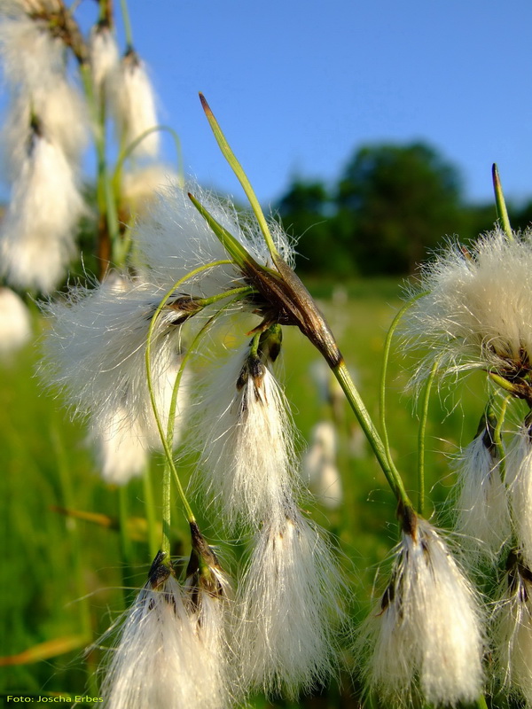 Breitblättriges Wollgras